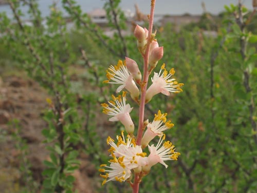 Fouquieria burragei