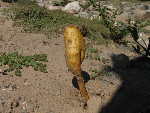 Desert Puffbal Mushroom