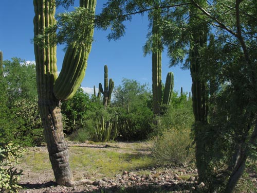 Punta Arena desert scrub