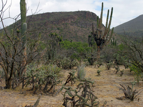 Vegetation typical of the area around San Ignacio