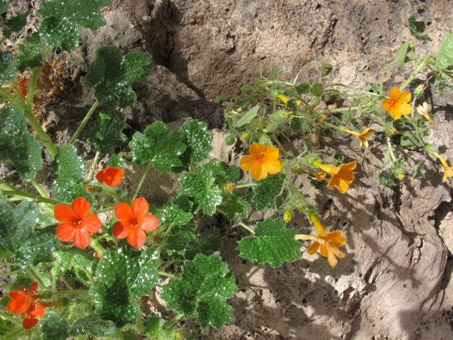 eucnide aurea flowers