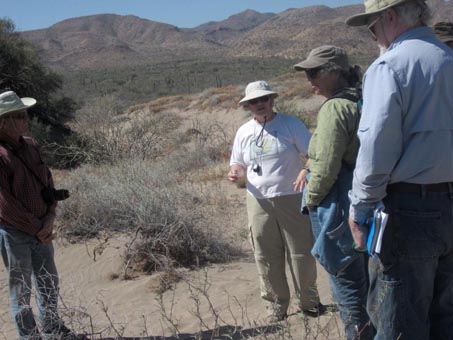 Plant walk in dunes near Mulege