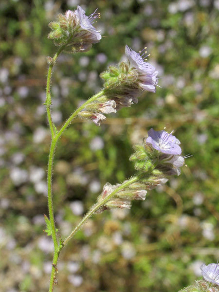 Phacelia crenulata var. minutiflora