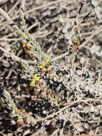 wildflowers