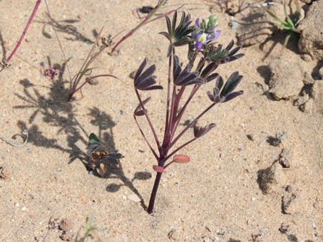 Lupinus concinnus in bloom