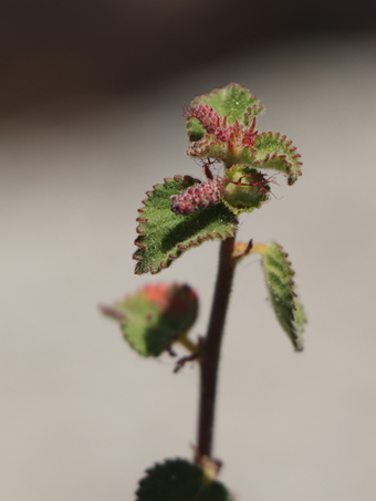 Copper Leaf leaves and flowers