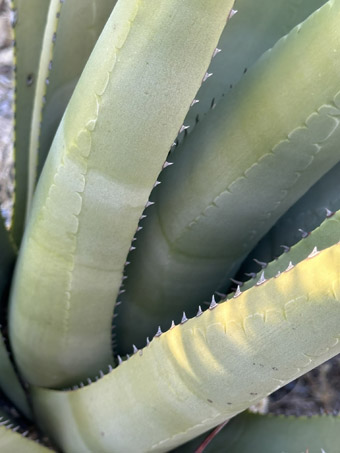 Desert Agave leaf showing the toothed margins