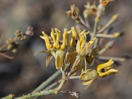 Rush Milkweed flowers