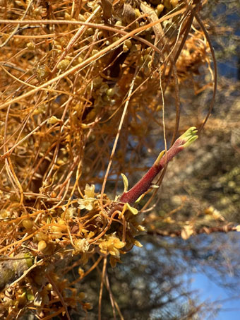 Dodder vines growing on Elephant tree