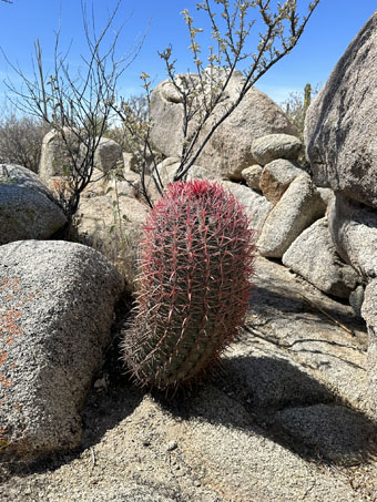 Red-spine barrel cactus plant