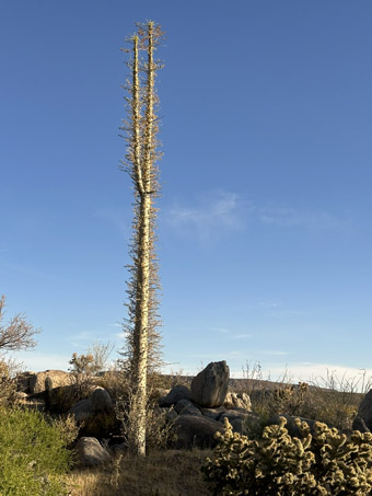 Fouquieria columnaris plant