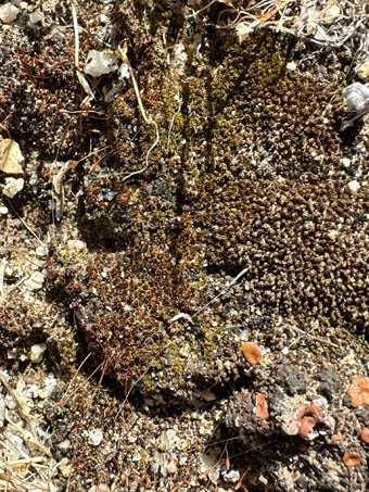 Moss and fishscale lichen on soil