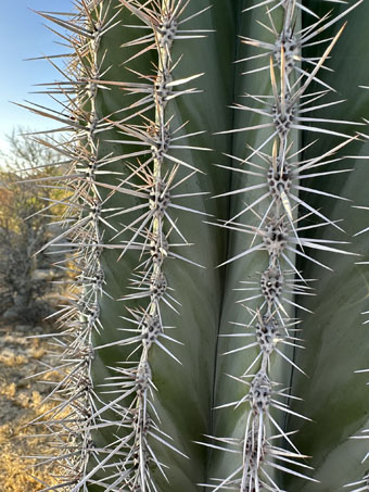 Cardon spines