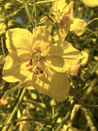 Mexican Palo Verde flower