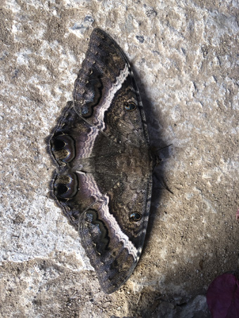 Black witch moth