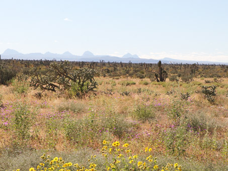 Wildflowers
