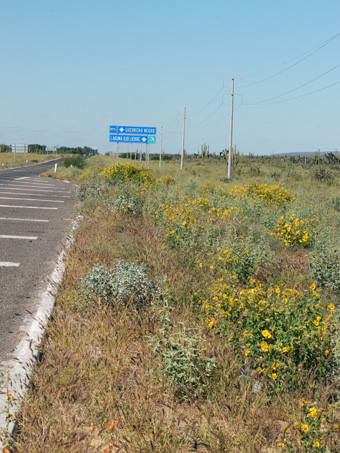 wildflowers