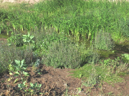 plants in new marshland
