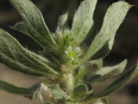 Ditaxis serrata var. serrata