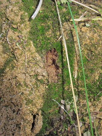 moss