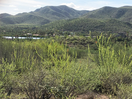 Desert scrub