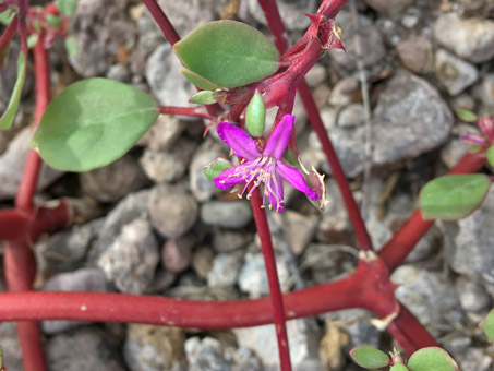 Horse purslane