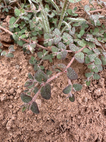 Coast Sandmat stems