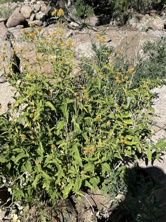 Shrubby plant