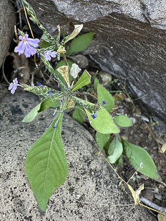 Purple scalystem