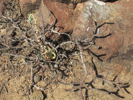 Flowers and leaves of Palo Eba