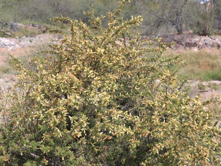 Brandegee Acacia