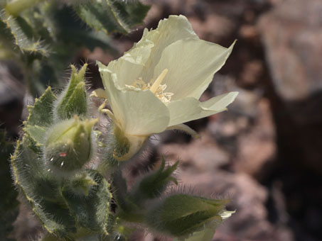 Flowers on Desert Rock-Nettle flower up close