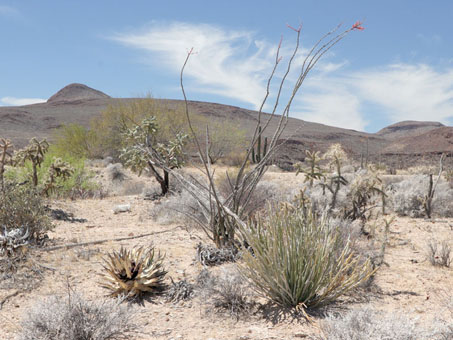 Desert scrub near Km 249 south of Laguna Chapala