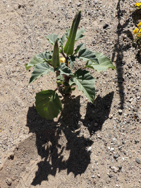 Jimson weed plant