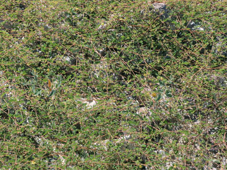 California Caltrop plants