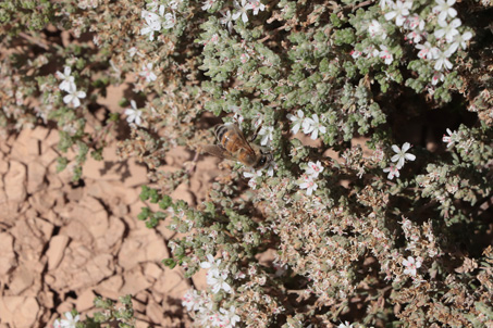 Frankenia palmeri flowers