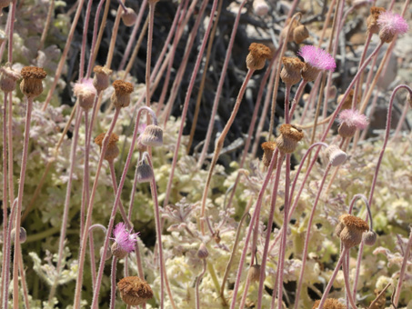 Hofmeisteria flowers