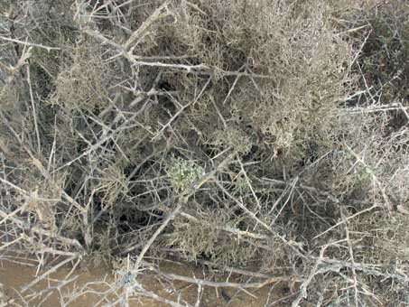 Fruticose lichens