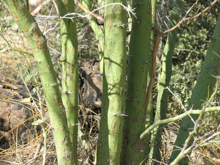 Mexican palo verde trunk
