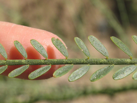 Mexican Palo Verde leaves