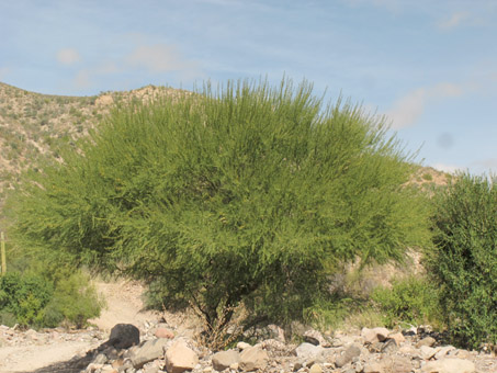 Blue Palo Verde tree