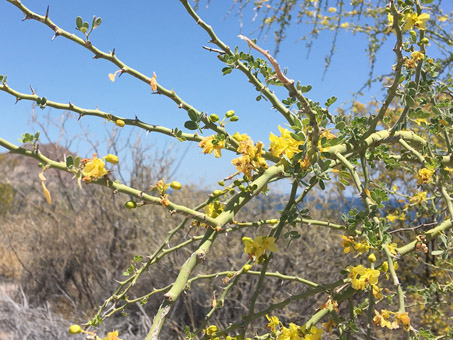 Blue Palo Verde flowers