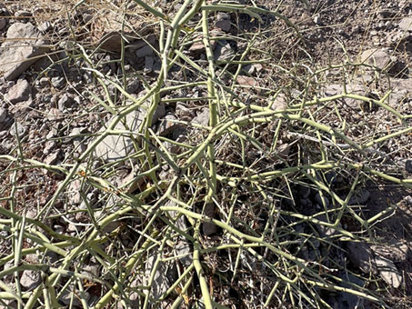 Little-leaf Palo Verde branches