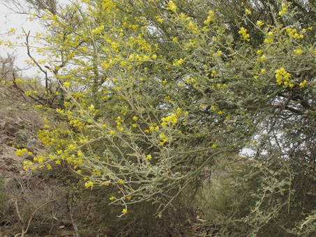 Hybrid Palo Verde