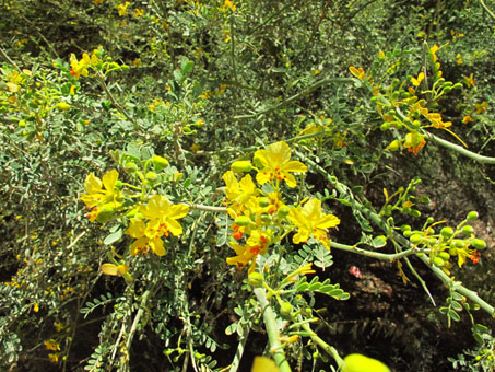 Hybrid Palo Verde with flowers