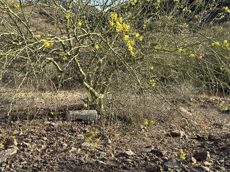 Hybrid Palo Verde