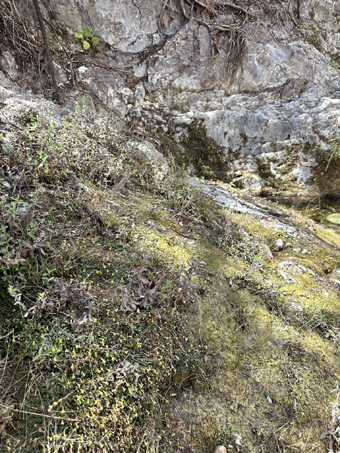 dense cover of hydrophytes on rock slab above the creek