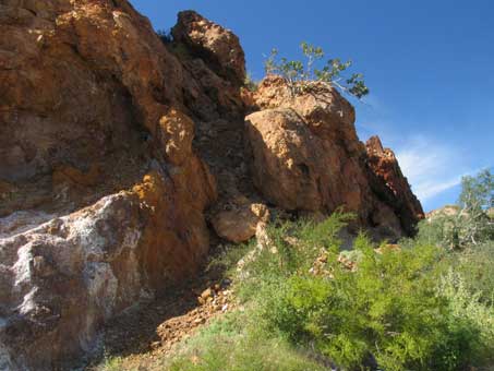 Location of wild fig high on cliff