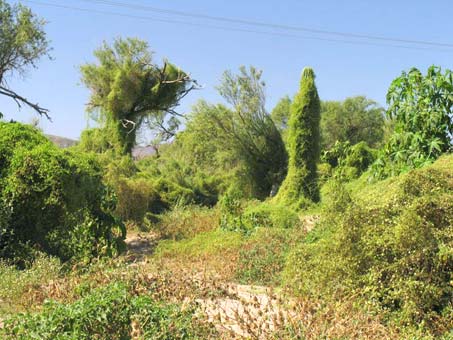 Brandegea bigelovii vines covering other shrubs