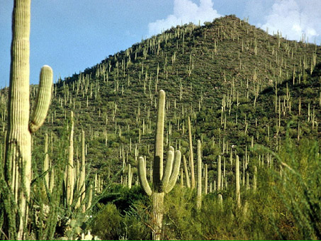 saguaro habit
